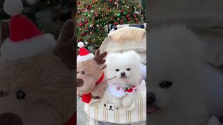 Best Pomeranian Dog in India  Toy Pomeranian in India  beautiful dog breeds in India viral dog [upl. by Higginson]