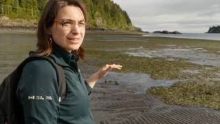 Intertidal Walk [upl. by Rubin]