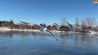 Winter at Bluffers Park [upl. by Aicen746]