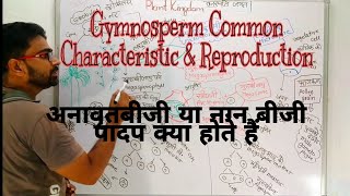 Gymnosperm in Hindi  अनावृतबीजी पादप ‌ gymnosperm common characteristics and reproduction class 11 [upl. by Gader]