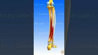 SHANK MUSCLES 22 muscle anatomy humanbody [upl. by Elliot987]