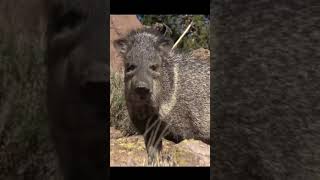 Surrounded by Javelina Incredible Wildlife footage [upl. by Leeth]