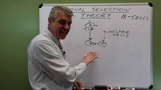 Clonal Selection Theory for Beginners [upl. by Karola]