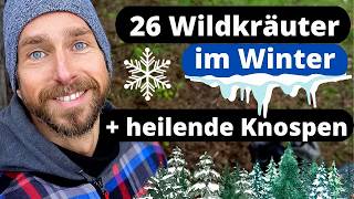 26 essbare Wildkräuter  heilende Knospen im Winter  Inhaltsstoffe Wirkung [upl. by Abehsile]