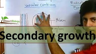 Secondary growth in plants [upl. by Bondie]