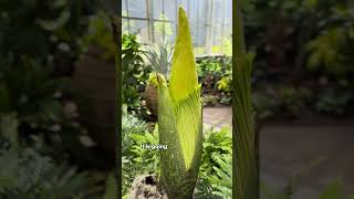 Corpse Flower at Meijer Gardens [upl. by Austreng522]