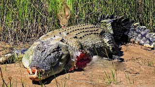 Tragic Scene Crocodile Meets Tragedy When Dare To Go Ashore To Fight With The Fierce Lions [upl. by Neitsabes]