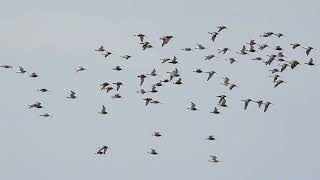 Birds in Gloucestershire Bar tailed Godwits Cuckoo Whimbrel and Grey Plover April 2024 [upl. by Quincy]