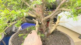 Taxus Baccata Bonsai english yew [upl. by Close816]