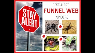 The FunnelWeb Spider Australia’s Venomous Ambush Predator [upl. by Moguel]