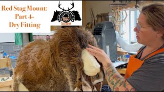 Red Stag Mount Part 4 Dry Fitting KCTaxidermy [upl. by Vharat]