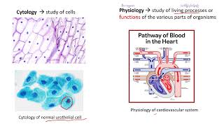 Biology Chapter 1 Branches of Biology [upl. by Eekaz]