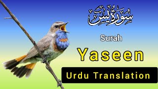 Surah Yasin  Yaseen  with Urdu Translation  Quran Tilawat Beautiful Voice  Hindi Tarjuma [upl. by Eneirda]