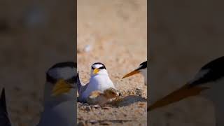 Terns are seabirds in the family laridae subfamily sterninae that have worldwideviralshortvideo [upl. by Verneuil]