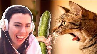 TRY NOT TO LAUGH  FUNNY CATS PRANKED WITH CUCUMBERS COMPILATION [upl. by Chalmers]