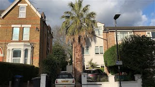 Largest Washingtonia FilIfera in London [upl. by Nwahsiek]