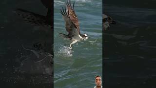 Falcon attack on fish 🐠 falcoon [upl. by Sheeb]