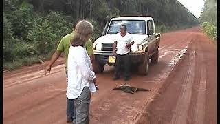 Guyana Sloth crossing road  Wilderness Explorers trip [upl. by Gefen]