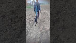 Funny video short funny video kaise banayefunny video of dogmathuraparsad4 [upl. by Sucramad41]