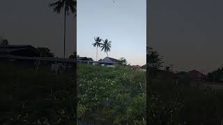 agriculture farming menanamcabai agriculture shortvideo [upl. by Erdnaet]