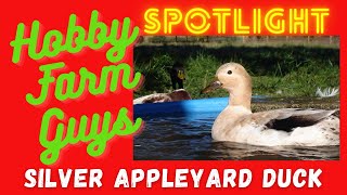 HFG Farm Animal Spotlight Silver Appleyard Ducks [upl. by Kcirded]