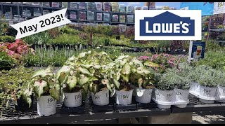 Lowes Garden Center Inventory May 2023 Caladiums Hostas on sale [upl. by Scurlock230]