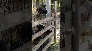 another happy day at Toyama Zoo ☺️ [upl. by Annalla]