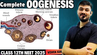 Oogenesis  Gametogenesis  Human Reproduction class 12  Part6  by Vivek Sir [upl. by Acimaj287]