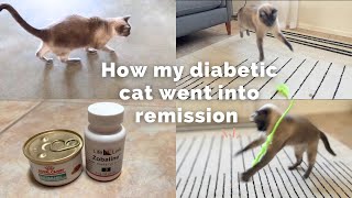 From Insulin to Remission My Diabetic Cats Incredible Journey [upl. by Ruthann]