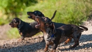 DACHSHUND BARKING  DACHSHUND HOWLING AND BARKING COMPILATION 2016 [upl. by Stillas]