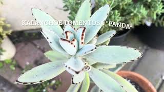 How to propagate Kalanchoe Tomentosa [upl. by Kcinemod418]