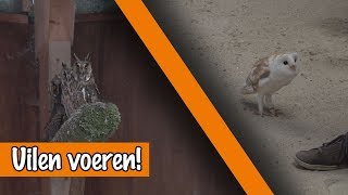 Uilen voeren  DierenpraatTV [upl. by Balkin]