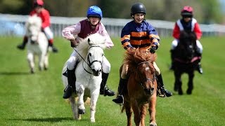 Shetland pony racing [upl. by Imalda]