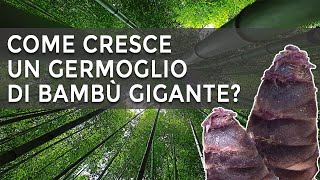 Come cresce un germoglio di bambù gigante [upl. by Inez102]