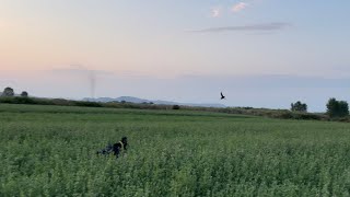 English setter on quail hunting season ❗️🪶🪶 [upl. by Walston]