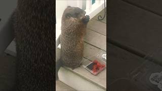 Mr Sparkle Even Loves Healthy Raspberries 😁🐾 groundhog cute adorable mr sparkle raspberry [upl. by Traver220]