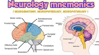 neurology mnemonicsneuroanatomy neurophysiology neuropathology [upl. by Daeriam]