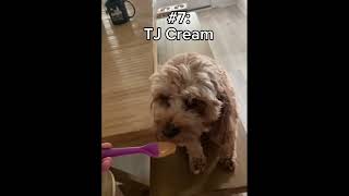 Top 10 Goobie Woobies Cavapoo Edition [upl. by Windsor]