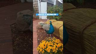 Peacocks of Milleridge Inn peacock birds halloween holidayseason longisland newyork animals [upl. by Mail]