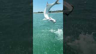 Giant Tarpon jumps next to the boat [upl. by Neelhtac721]