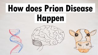 Prion Disease  How does Prion Disease Happen [upl. by Anaeda609]