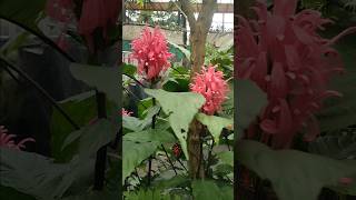 Justicia carnea flower plant at Sikkim india for your garden 💚 [upl. by Kirstin]