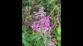 Fireweed amp Bumblebee [upl. by Gizela858]