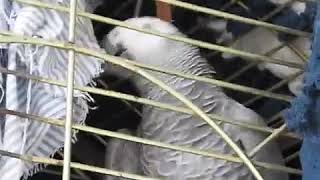 Parrot Swears During Argument with Owner [upl. by Wrdna]