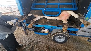 Hoof Trimming amp Filling Hay Box [upl. by Ahusoj]