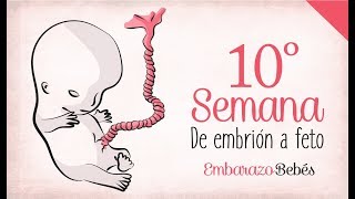 SEMANA 10 de Embarazo  3º Mes  Semana a semana [upl. by Spanos]