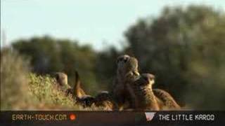 Meerkats in motion [upl. by Adnowal]