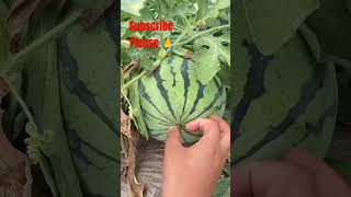 Tarbuj ki kheti tarbuj farming agriculture motivation new youtube videos [upl. by Kassey]