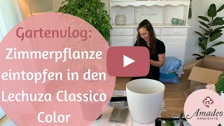 Zimmerpflanze eintopfen in den Lechuza Classico Color  Gartenvlog Amadeo Ambiente [upl. by Ttcos]