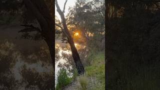 BARWON RIVER SUNRISE 🎣 🇦🇺 fishing fishingaustralia victoria [upl. by Nitas]